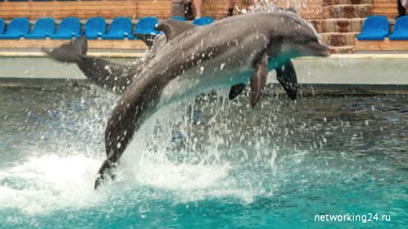 Дельфины узнают друзей по вкусу мочи